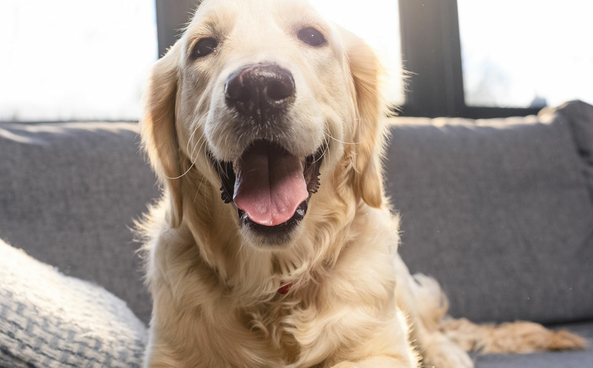 ¿Cómo limpiar una casa con mascotas?