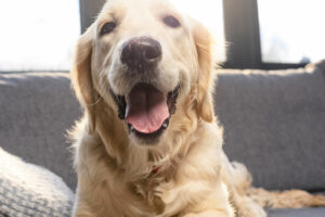 ¿Cómo limpiar una casa con mascotas?