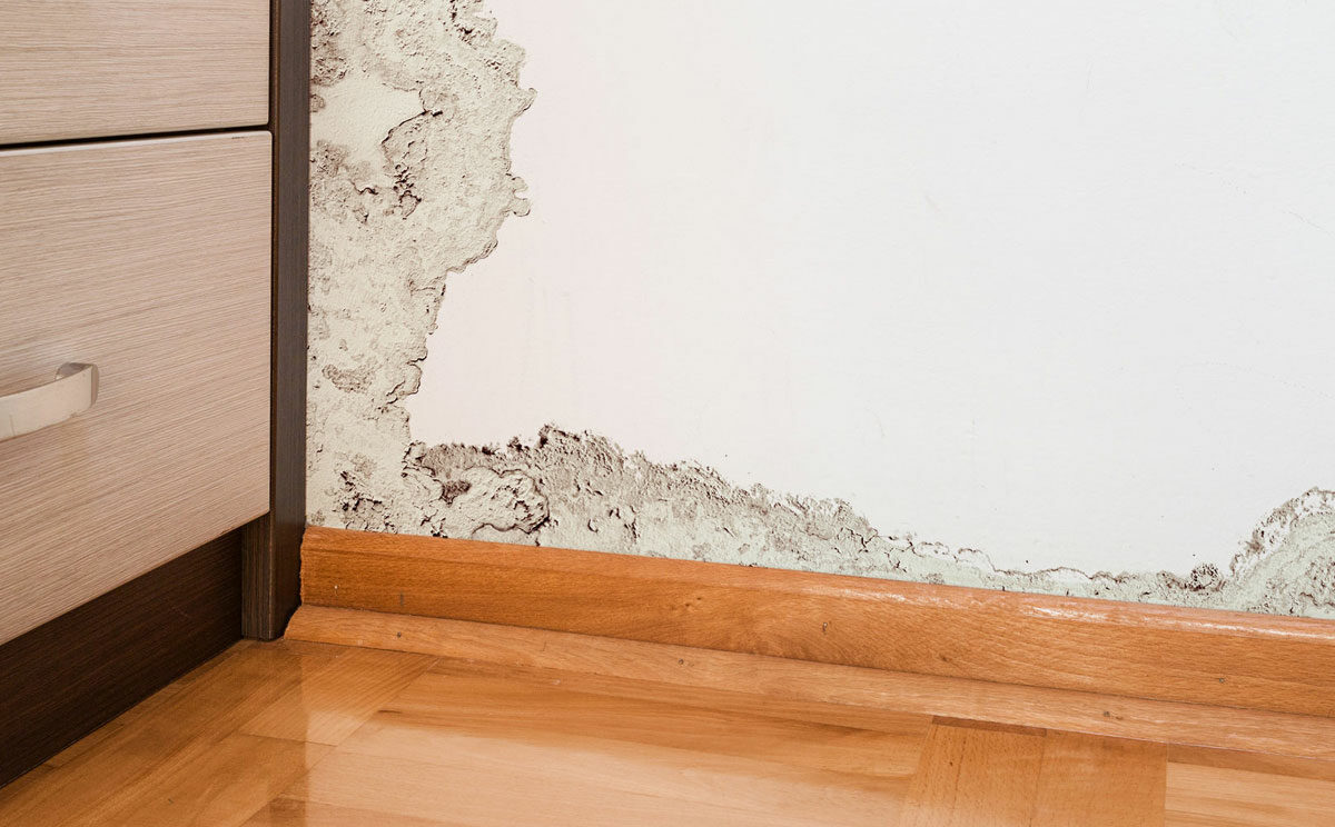 ¿Cómo eliminar la humedad de tus paredes?