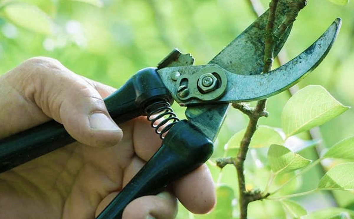 5 consejos para una buena poda de árboles