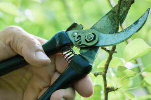 5 consejos para una buena poda de árboles