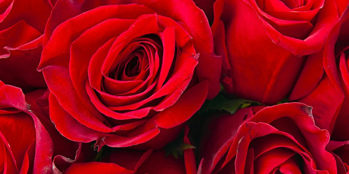 El secreto de la belleza permanente: rosas preservadas al detalle