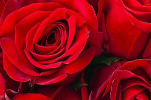 El secreto de la belleza permanente: rosas preservadas al detalle