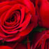 El secreto de la belleza permanente: rosas preservadas al detalle