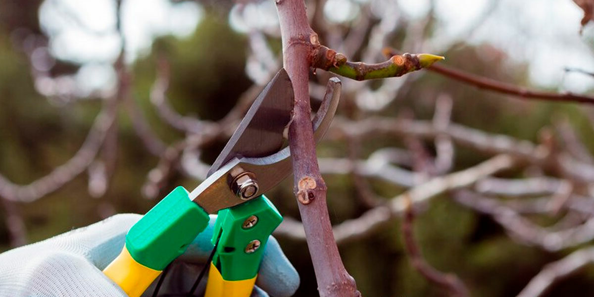 Descubre los mejores consejos para la poda de árboles en tu hogar