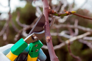 Descubre los mejores consejos para la poda de árboles en tu hogar
