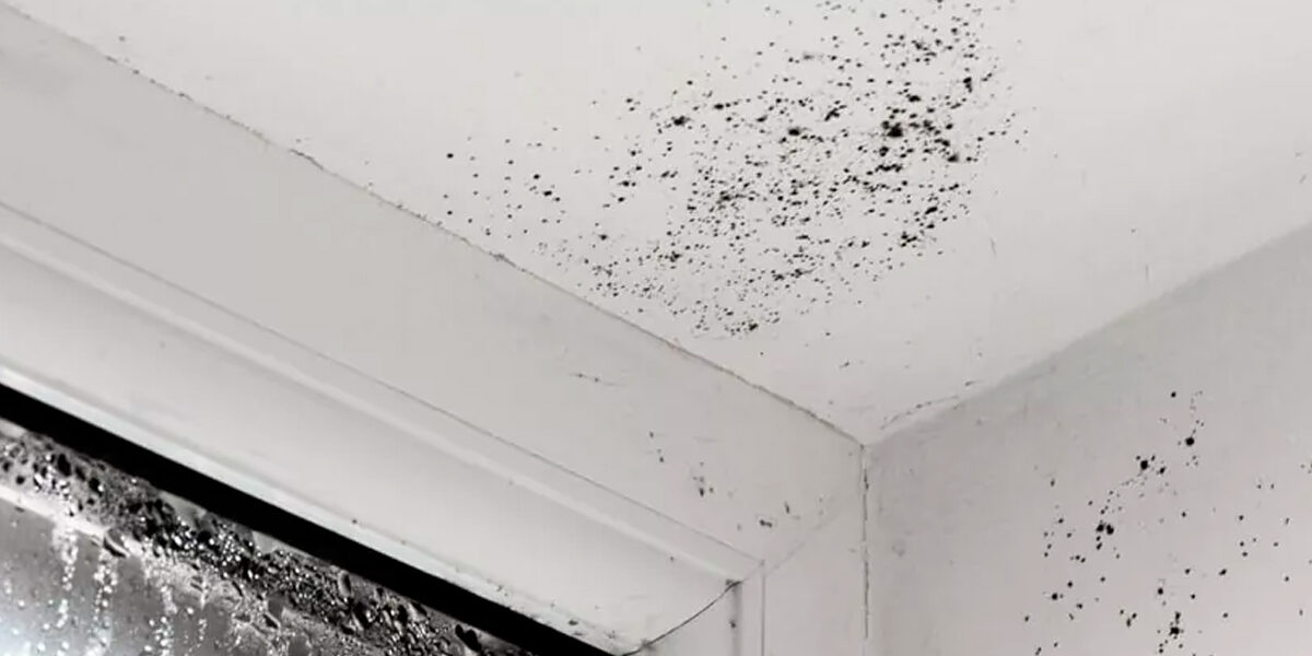 Reparación de tejados: La solución profesional a las humedades