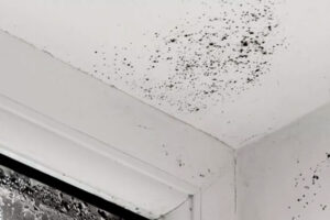 Reparación de tejados: La solución profesional a las humedades