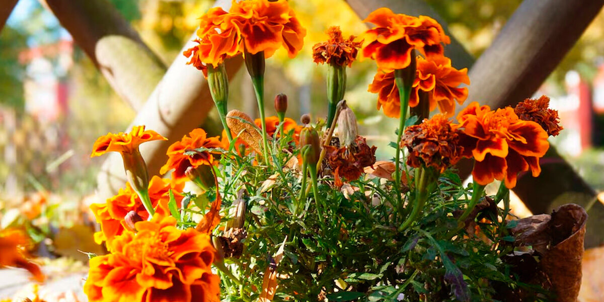 ¡Adiós, tristeza otoñal! Plantas y flores que llenarán de color tu jardín en Madrid