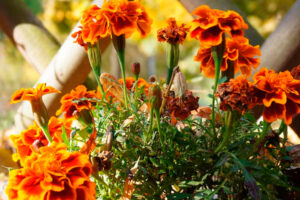 ¡Adiós, tristeza otoñal! Plantas y flores que llenarán de color tu jardín en Madrid
