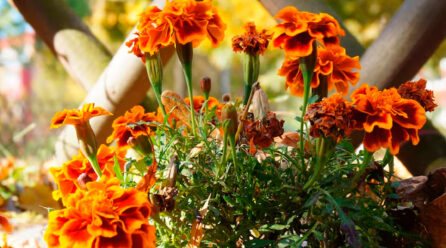 ¡Adiós, tristeza otoñal! Plantas y flores que llenarán de color tu jardín en Madrid