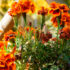 ¡Adiós, tristeza otoñal! Plantas y flores que llenarán de color tu jardín en Madrid
