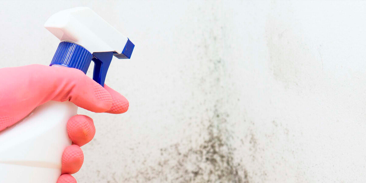 Cómo limpiar correctamente las paredes afectadas por humedad
