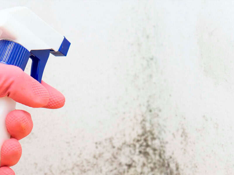 Cómo limpiar correctamente las paredes afectadas por humedad